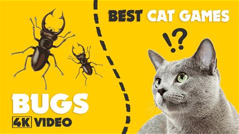 cat videos bugs|CAT GAMES ★ BUGS on the screen ★ games for cats .